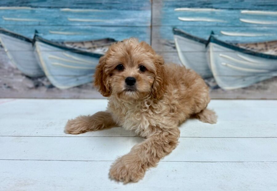 Cavapoo puppies for sale near Tampa.