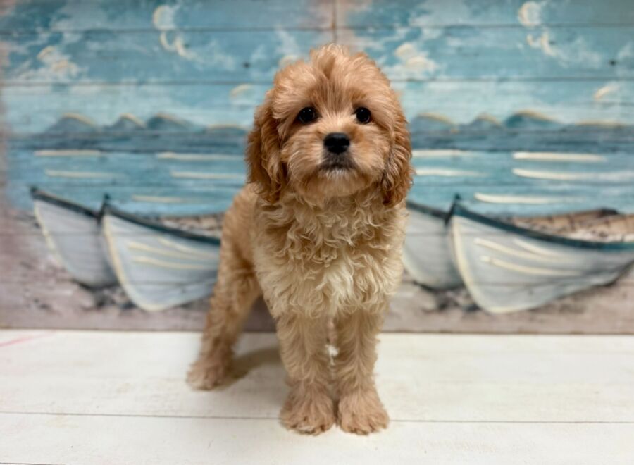 Cavapoo puppies for sale near Tampa.