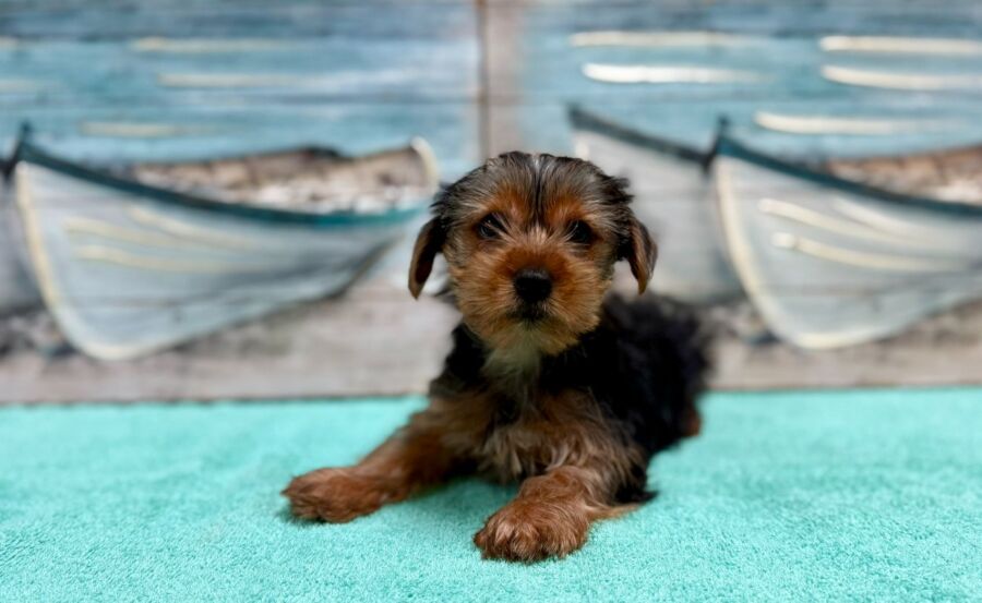 Yorkie Poo puppies for sale near Tampa.