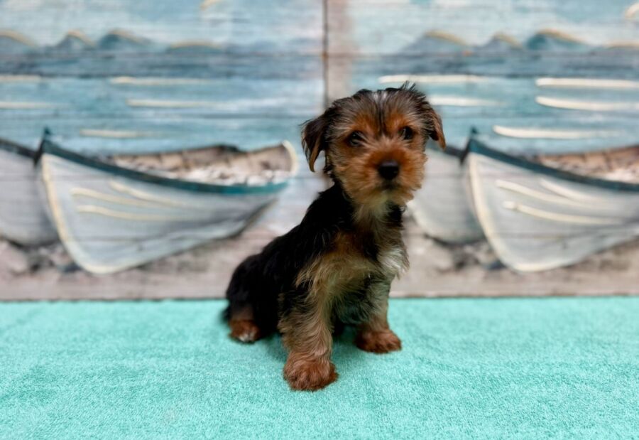 Yorkie Poo puppies for sale near Tampa.