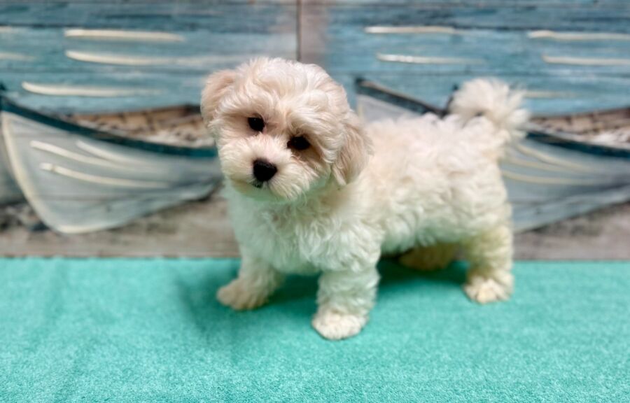 Teddy Bear puppies for sale near Tampa.