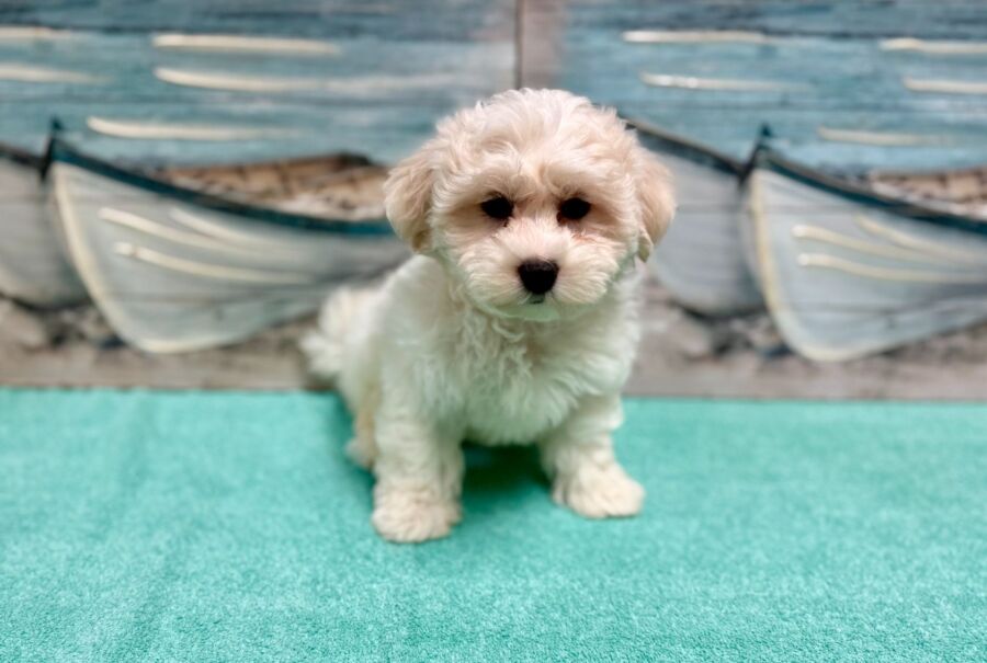 Teddy Bear puppies for sale near Tampa.