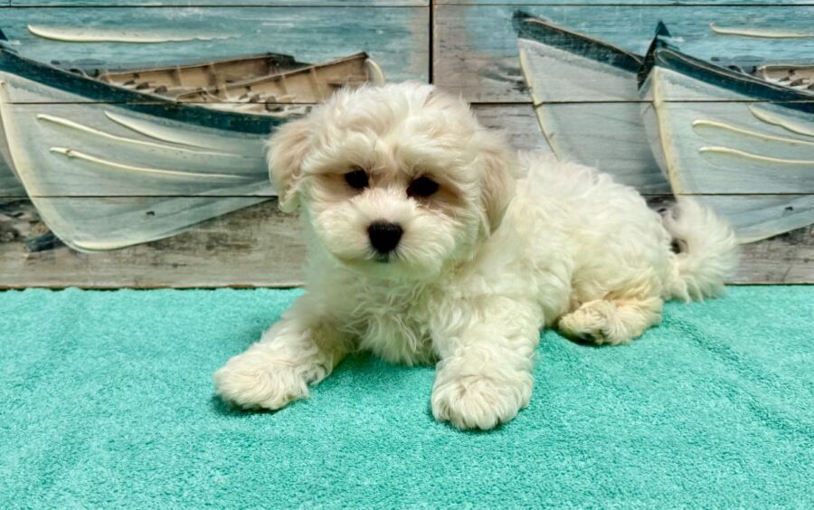 Teddy Bear puppies for sale near Tampa.