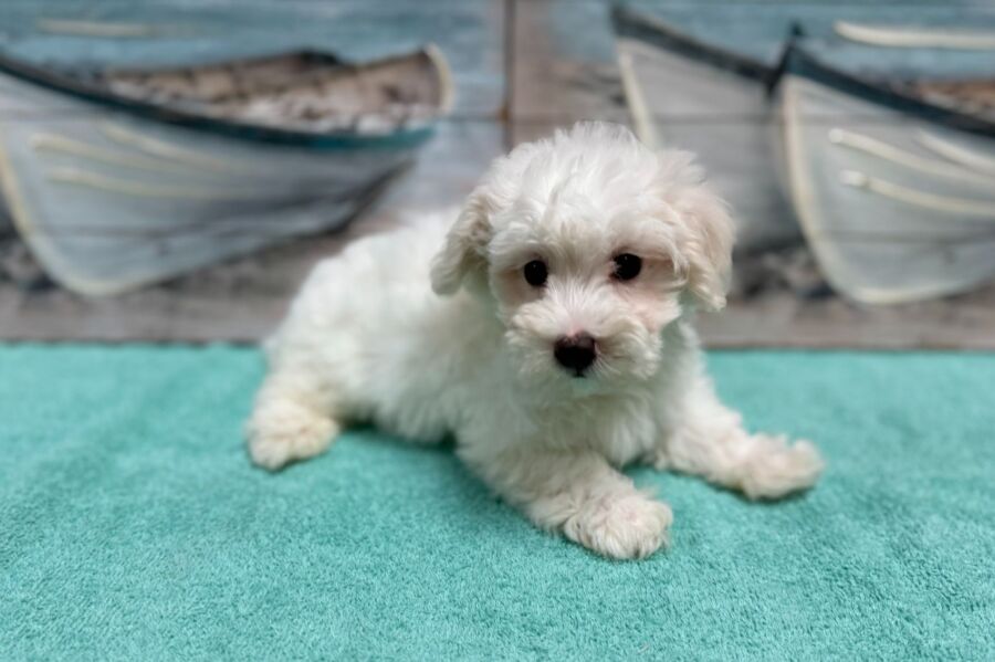 Malti-chon puppies for sale near Tampa.