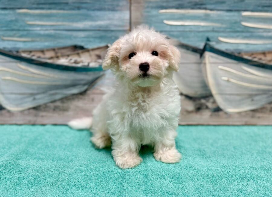 Malti-chon puppies for sale near Tampa.