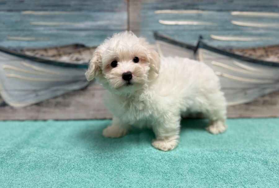 Malti-chon puppies for sale near Tampa.