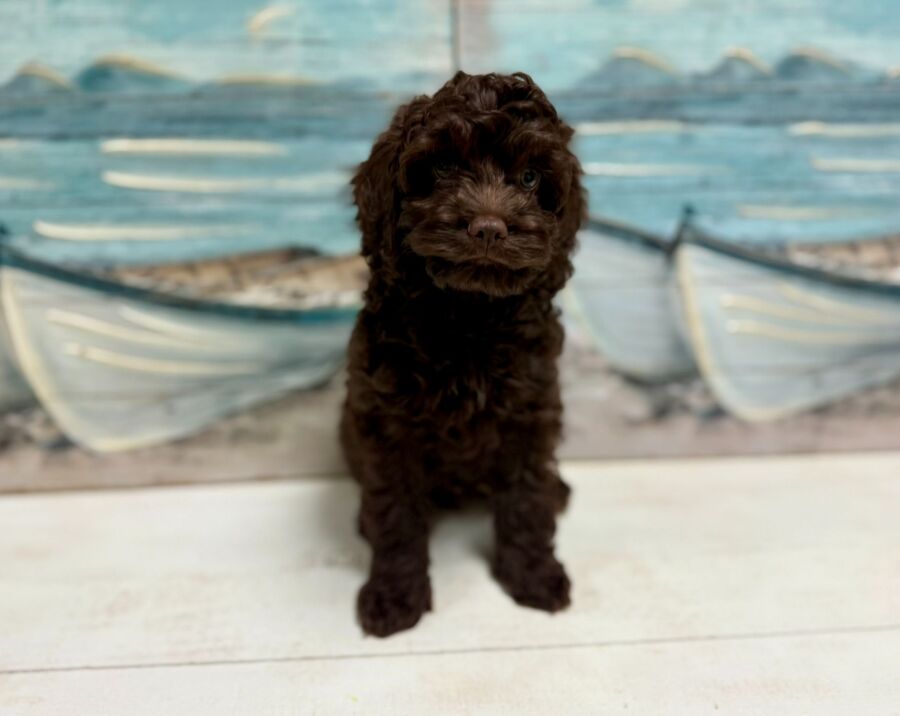 Cockapoo puppies for sale near Tampa.
