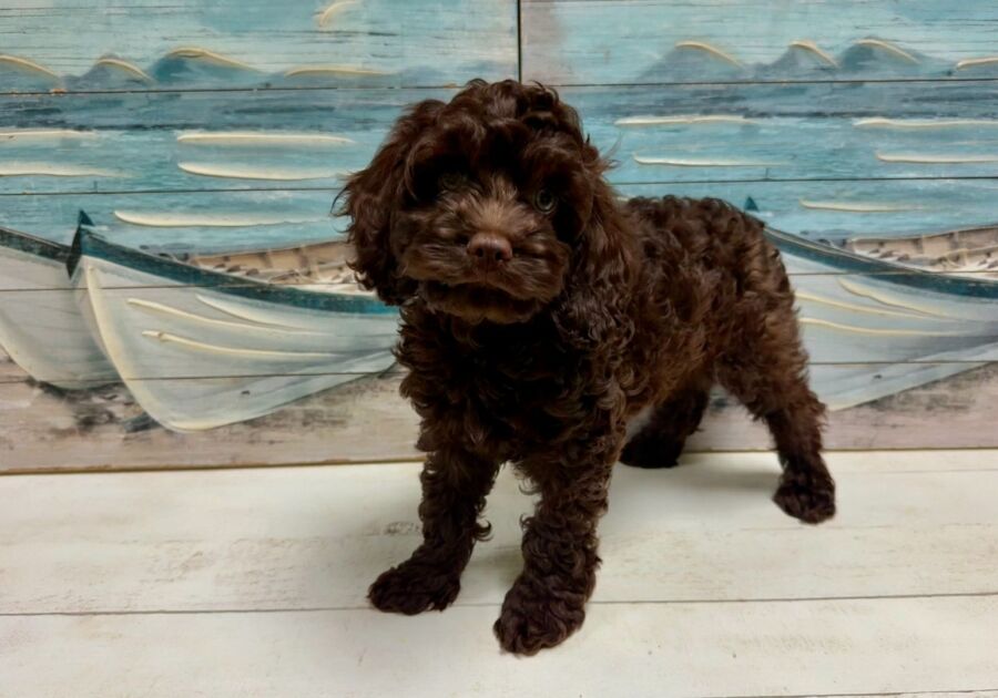 Cockapoo puppies for sale near Tampa.