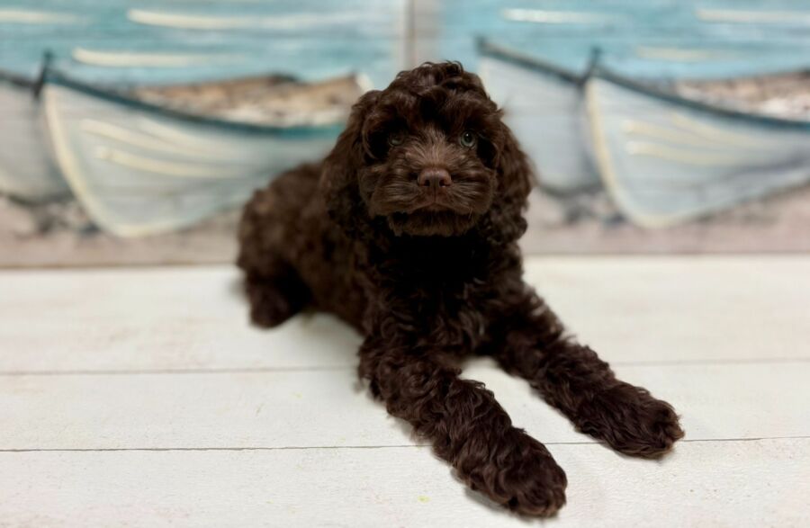 Cockapoo puppies for sale near Tampa.