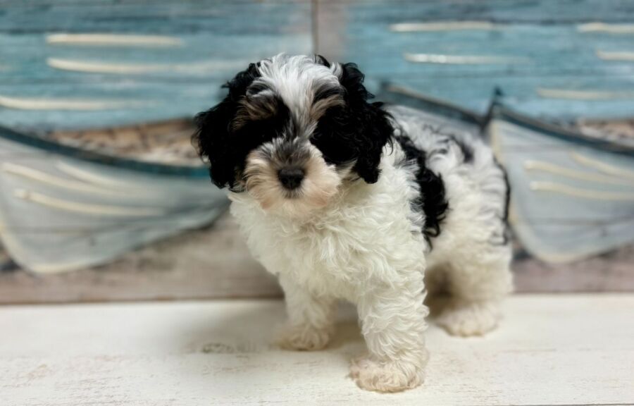 Cavapoo puppies for sale near Tampa.