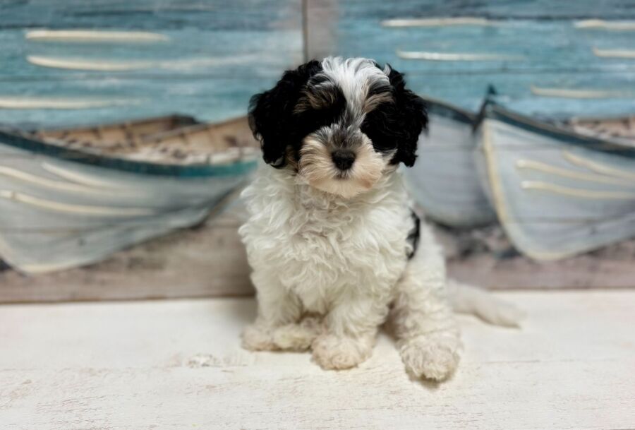 Cavapoo puppies for sale near Tampa.