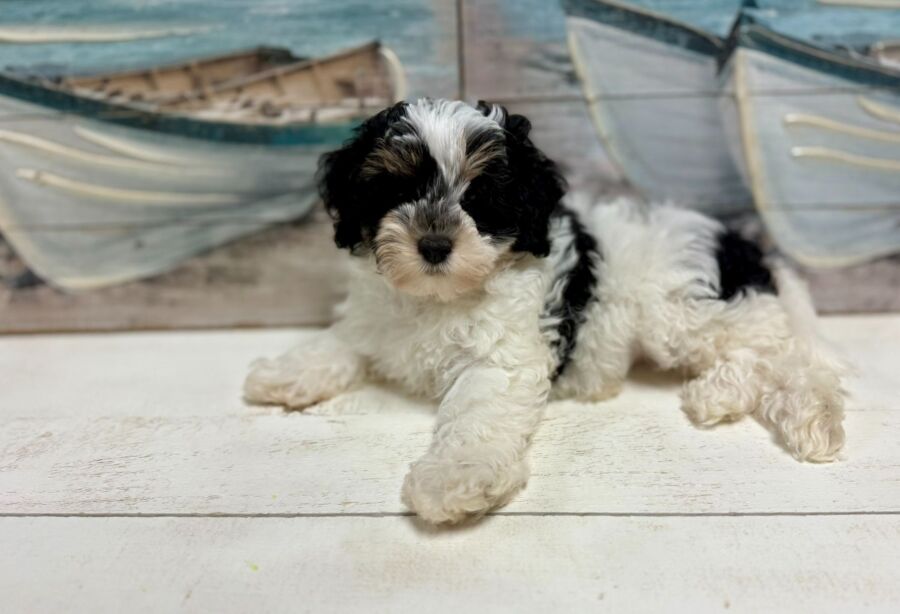 Cavapoo puppies for sale near Tampa.
