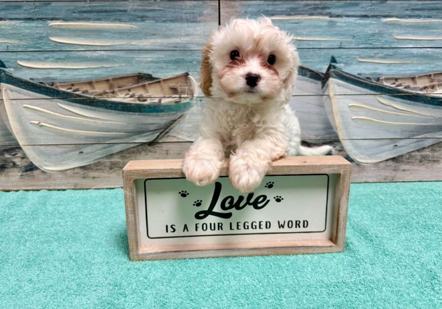 Cavachon puppies for sale near Tampa.