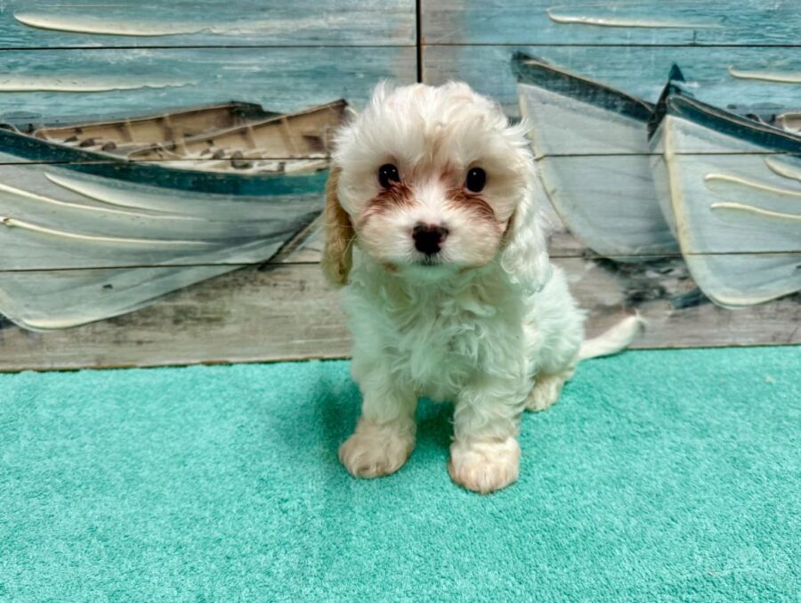 Cavachon puppies for sale near Tampa.