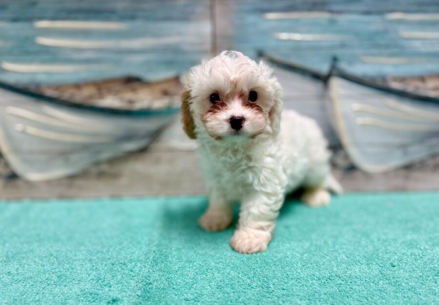 Cavachon puppies for sale near Tampa.