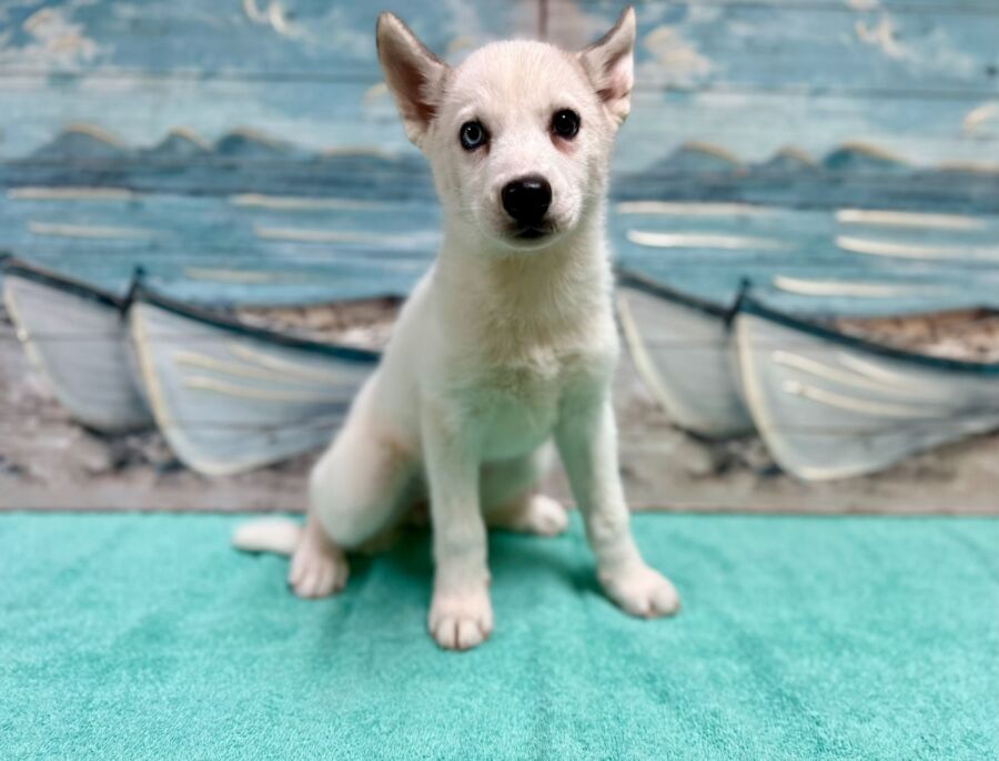 Siberian Husky puppies for sale near Tampa.