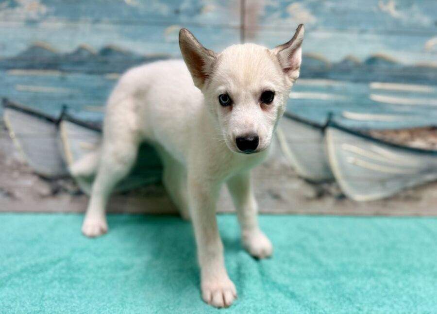 Siberian Husky puppies for sale near Tampa.