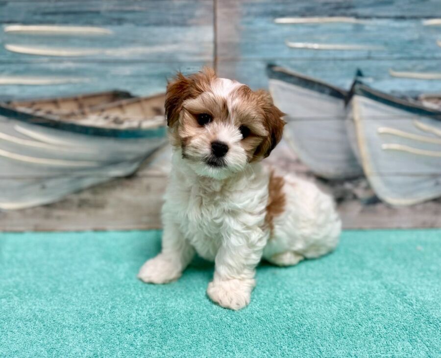 Latese puppies for sale near Tampa.