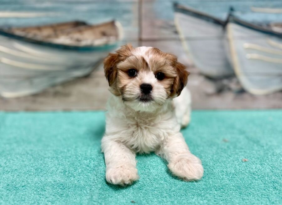 Latese puppies for sale near Tampa.