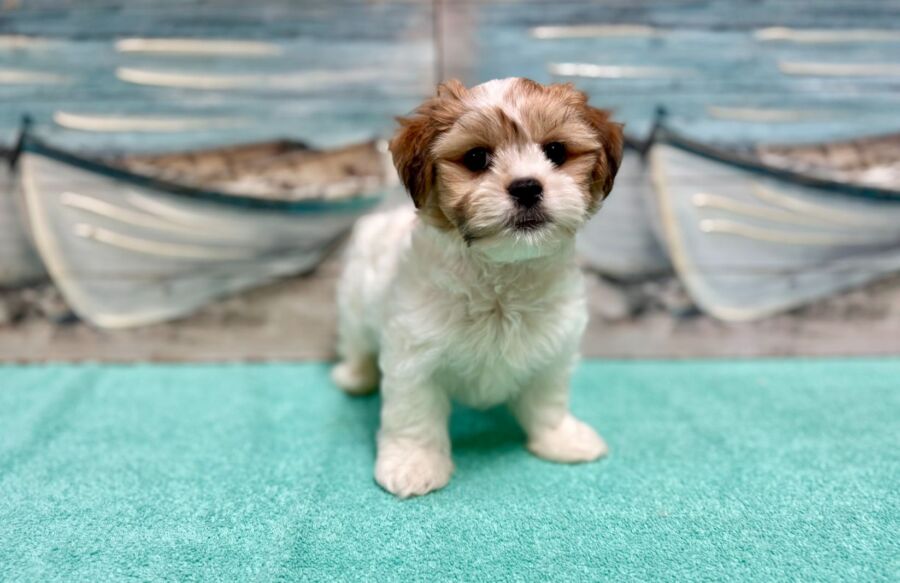 Latese puppies for sale near Tampa.