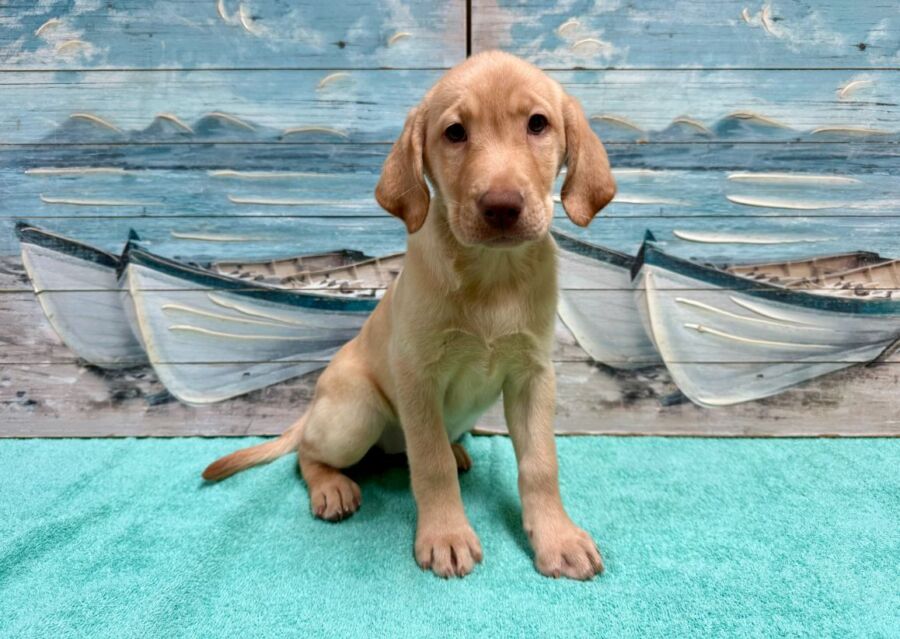 Labrador Retriever puppies for sale near Tampa.