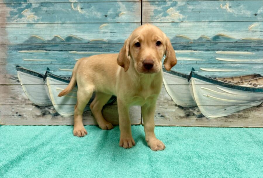 Labrador Retriever puppies for sale near Tampa.