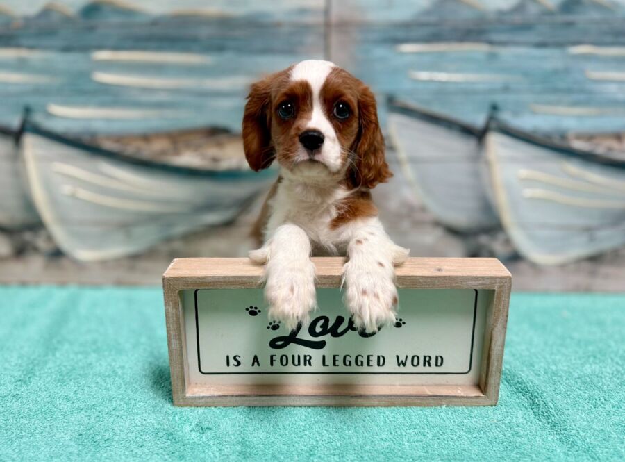 Cavalier puppies for sale near Tampa.
