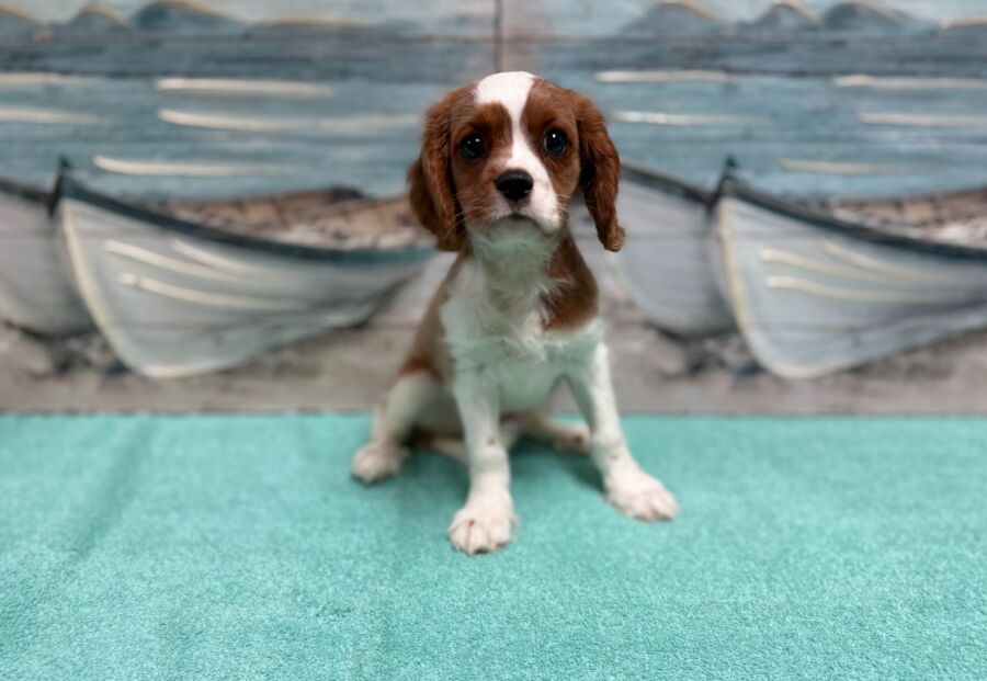 Cavalier puppies for sale near Tampa.