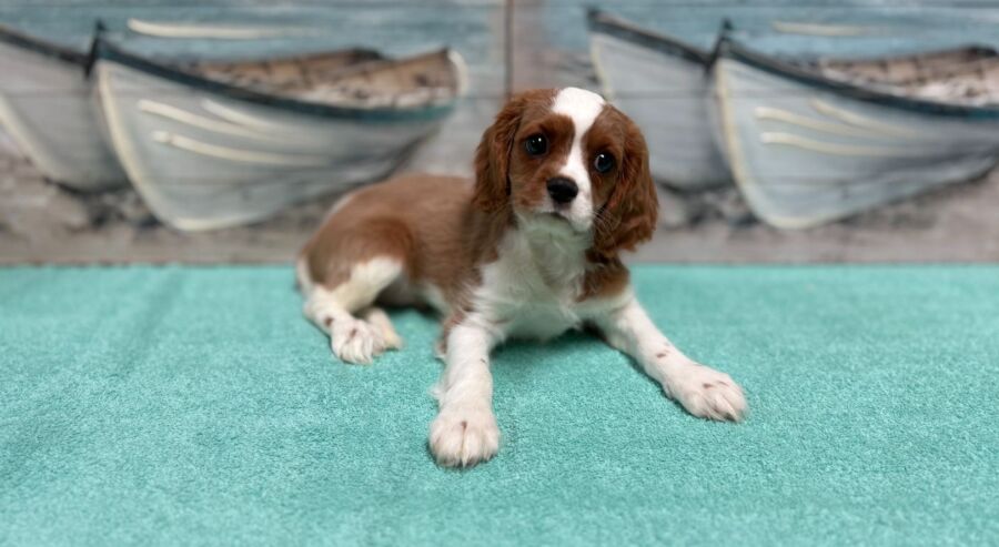 Cavalier puppies for sale near Tampa.