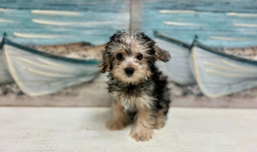 Silky Poo puppies for sale near Tampa.