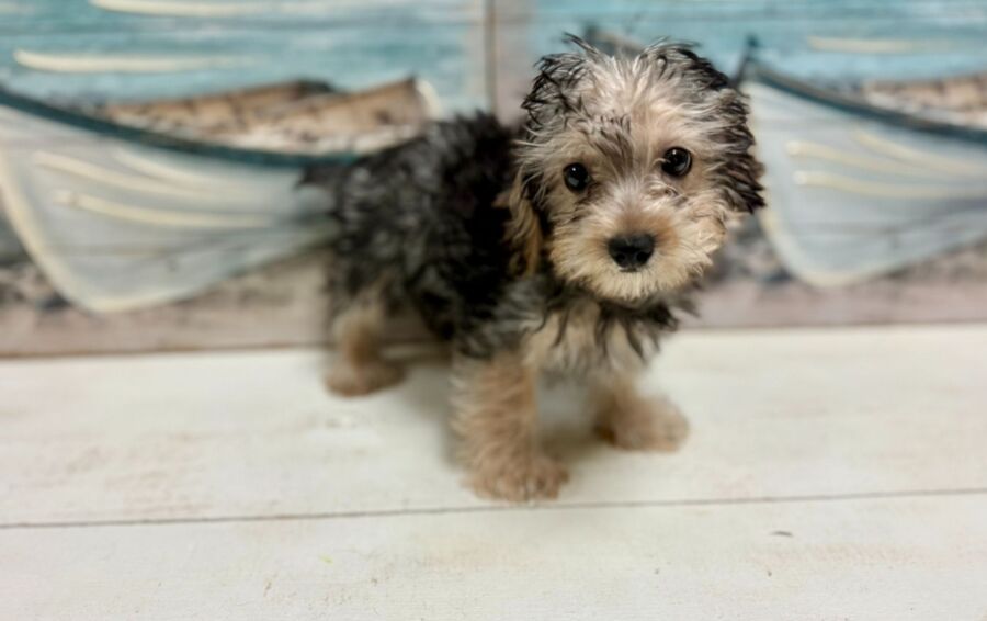Silky Poo puppies for sale near Tampa.