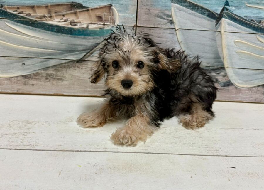 Silky Poo puppies for sale near Tampa.