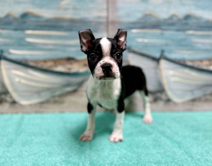 Boston Terrier puppies for sale near Tampa.