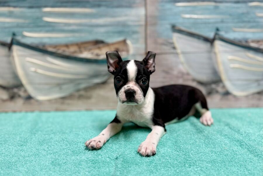Boston Terrier puppies for sale near Tampa.