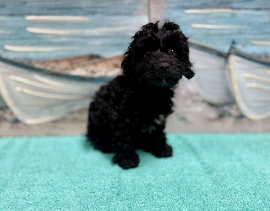 Cockapoo puppies for sale near Tampa.