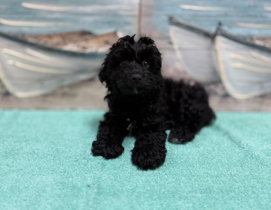 Cockapoo puppies for sale near Tampa.