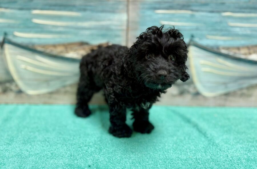 Cockapoo puppies for sale near Tampa.