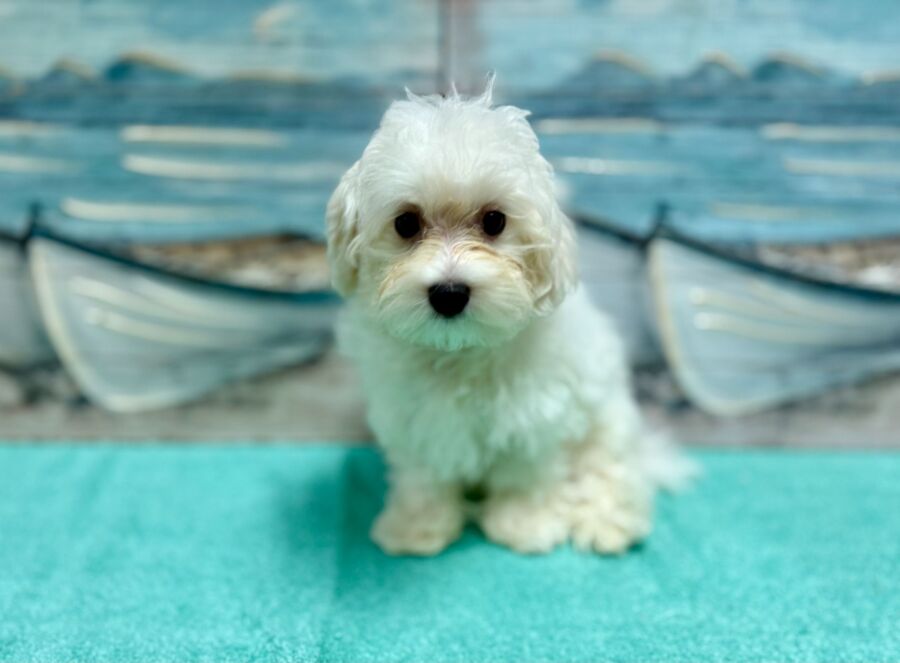 Maltese puppies for sale near Tampa.