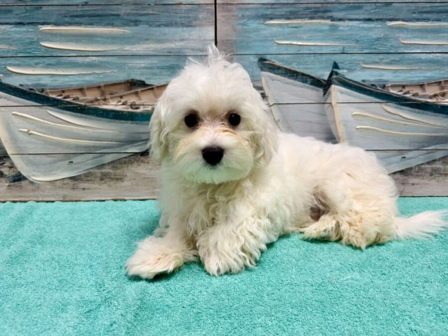 Maltese puppies for sale near Tampa.