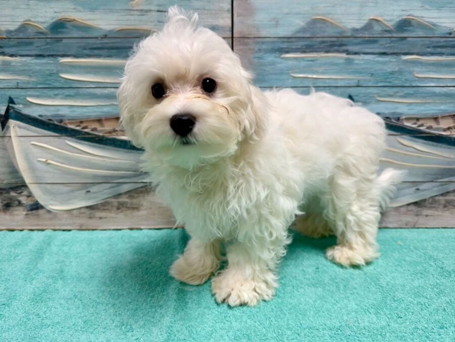Maltese puppies for sale near Tampa.