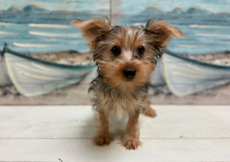 Yorkshire Terrier puppies for sale near Tampa.