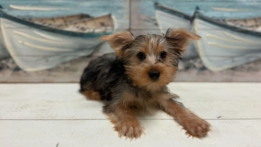 Yorkshire Terrier puppies for sale near Tampa.