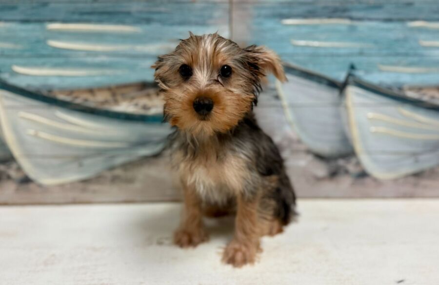 Yorkshire Terrier puppies for sale near Tampa.