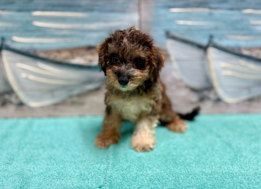Schnoodle puppies for sale near Tampa.