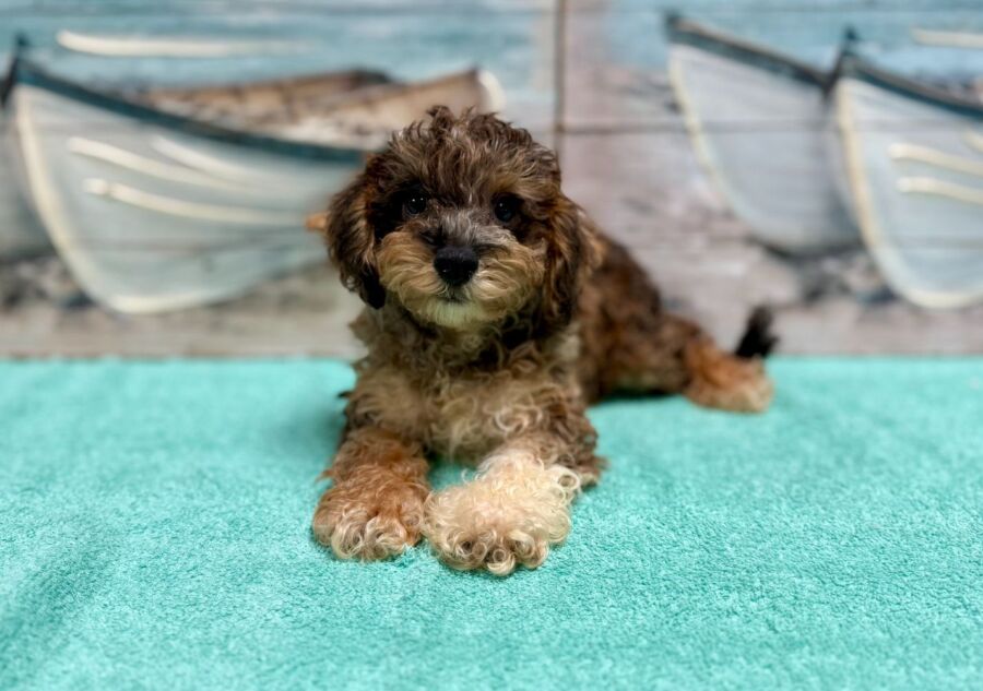 Schnoodle puppies for sale near Tampa.