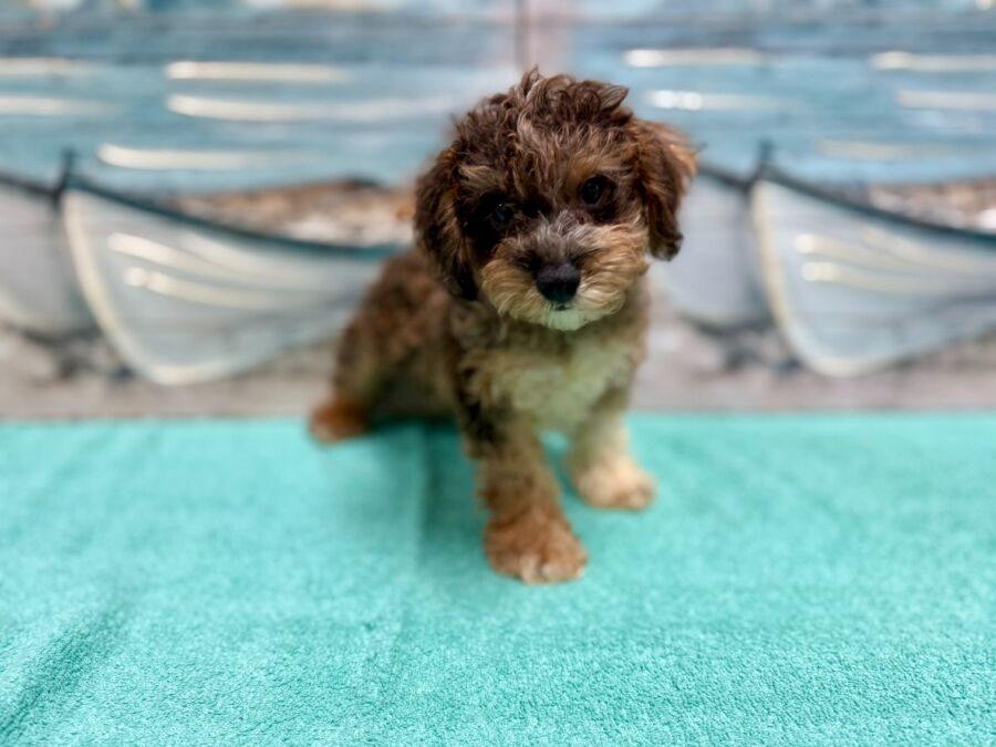 Schnoodle puppies for sale near Tampa.