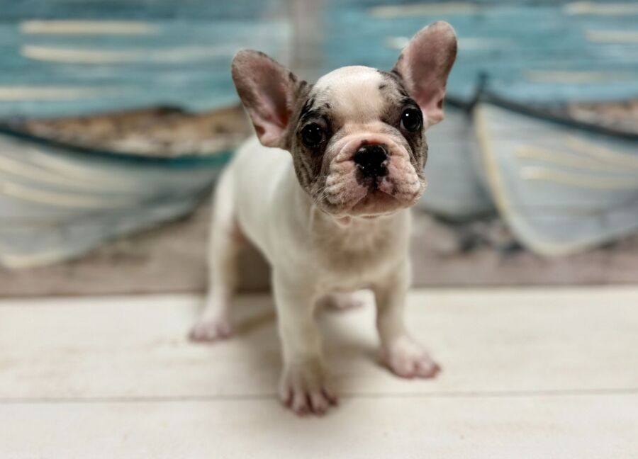French Bulldog puppies for sale near Tampa.
