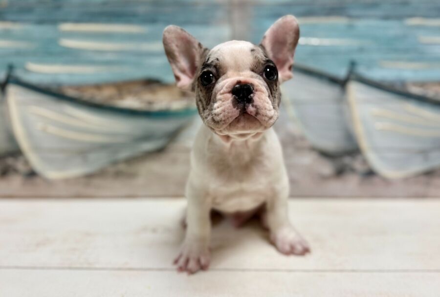 French Bulldog puppies for sale near Tampa.