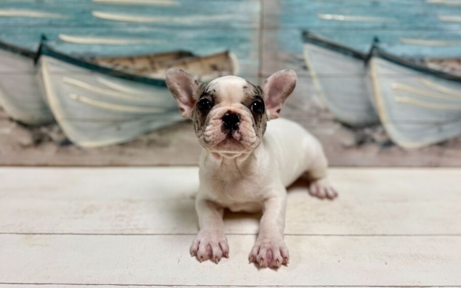 French Bulldog puppies for sale near Tampa.