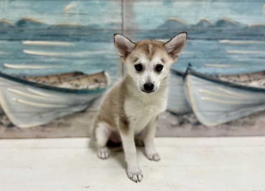 Pomsky puppies for sale near Tampa.